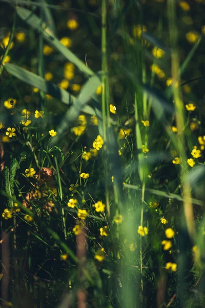 Reed Arasında Sarı Düğün Çiçeği Çiçek — Stok fotoğraf