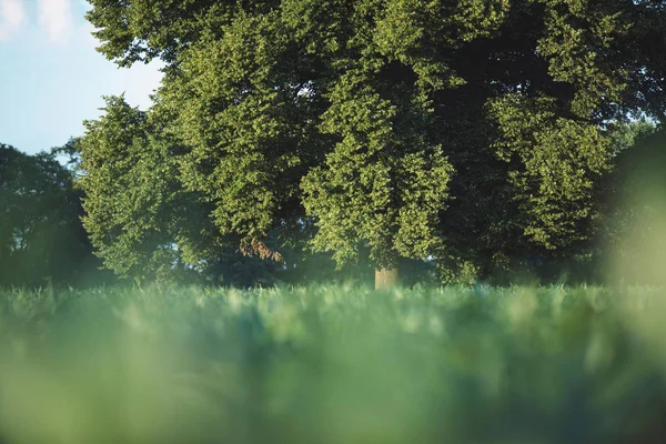 Campo Verão Com Árvores Verdes Campo — Fotografia de Stock