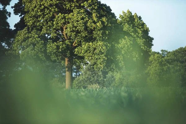 Yaz Kırsal Alandaki Yeşil Ağaçlar Ile — Stok fotoğraf