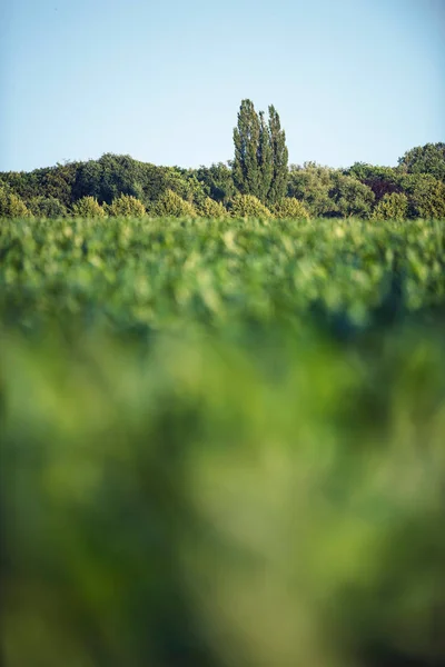 木と青空背景に夏の畑 — ストック写真