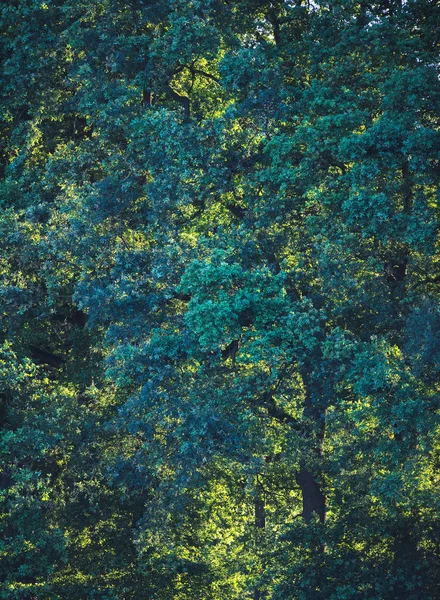 Padrões Folhagem Árvores Verão — Fotografia de Stock