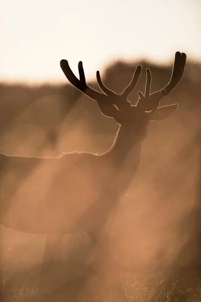 红鹿鹿与天鹅绒鹿角在黄昏阳光下 — 图库照片