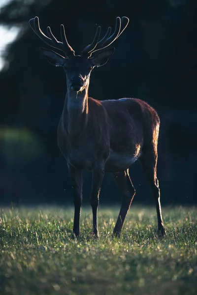 Rothirschbock Mit Samtgeweih Gegenlicht Der Sonne — Stockfoto