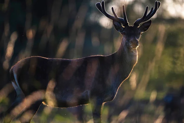 Red Deer Buck Med Sammet Horn Motljus Solen — Stockfoto