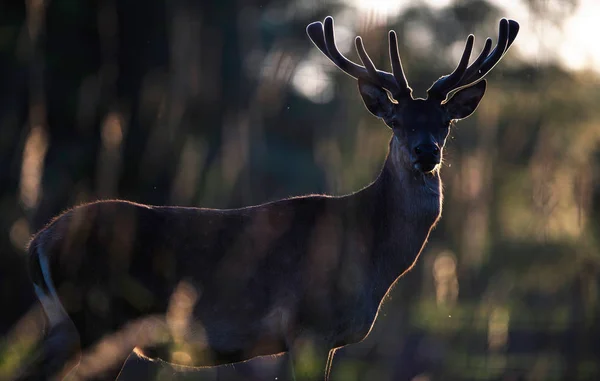 Red Deer Buck Med Sammet Horn Motljus Solen — Stockfoto