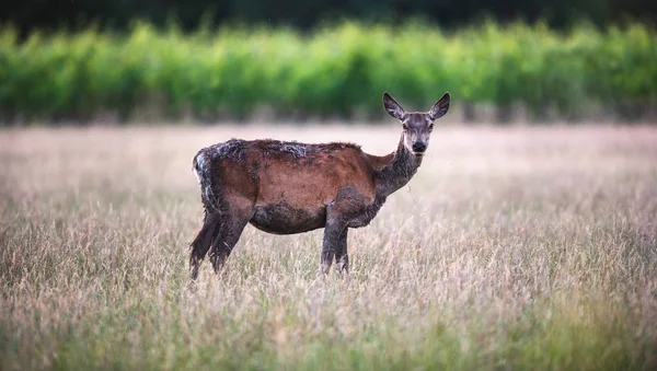 红鹿后与泥泞的毛皮草甸附近的葡萄园 — 图库照片