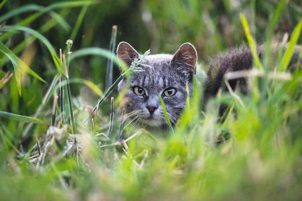 Tabby Gri Între Iarbă Înaltă — Fotografie, imagine de stoc