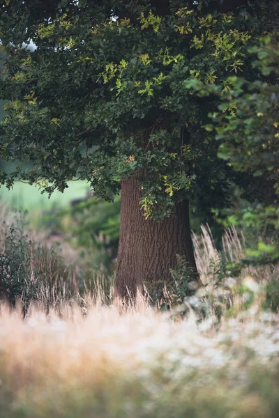 背の高い黄色の草の間の木の幹 — ストック写真
