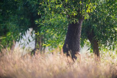 Sabah güneş ışığı altında uzun sarı otların arasında söğüt ağaçları