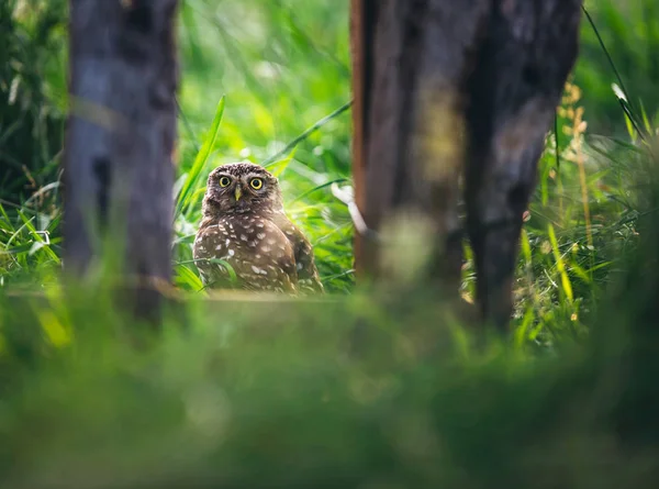 Pequena Coruja Grama Alta Entre Barras Cerca Madeira Velha — Fotografia de Stock