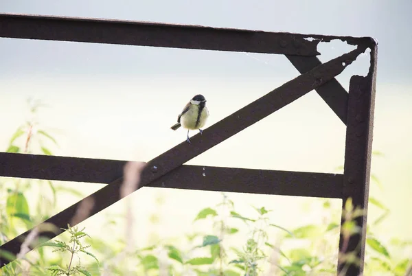 Great Tit Rusty Iron Fence Countryside — Stock Photo, Image