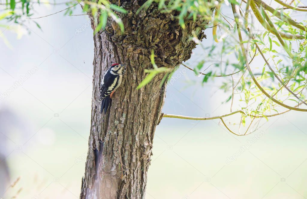 Middle spotted woodpecker clamping on bark of willow