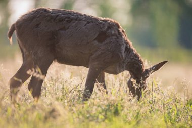 Kızıl geyik doe uzun otların arasında otlatma.