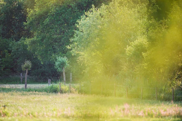 Trees Meadow Countryside Springtime — Stock Photo, Image