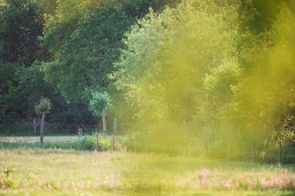 Árvores Prados Campo Durante Primavera — Fotografia de Stock