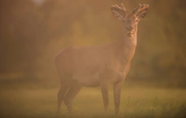 Edelhert Hert Met Fluweel Gewei Avondzon — Stockfoto