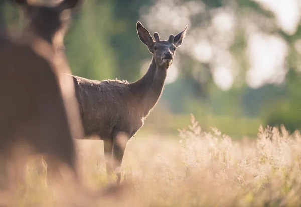 Młody Jeleń Buck Rosnącym Porożem Między Wysoką Trawą — Zdjęcie stockowe