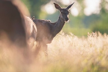 Genç kırmızı geyik doe arka ışık uzun otların arasında.