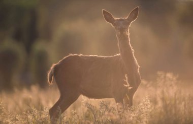 Uzun otların arasında akşam güneşin arka ışık meraklı genç kırmızı geyik.