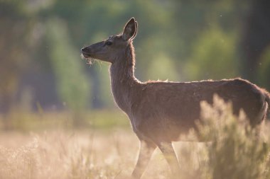 Akşam güneşi içinde uzun otların arasında dolaşıp tek kızıl geyik doe.