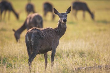 Kızıl geyik doe çayırda Grup.