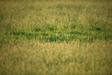 Uzun otların çayırda detay.