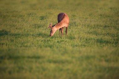 Akşam güneşi kadife boynuz ile otlatma kızıl geyik buck.
