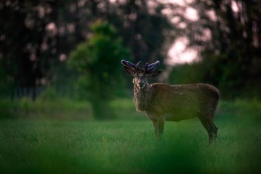 Kızıl geyik geyik boynuzu çayırda gece karanlığında büyüyen ile.
