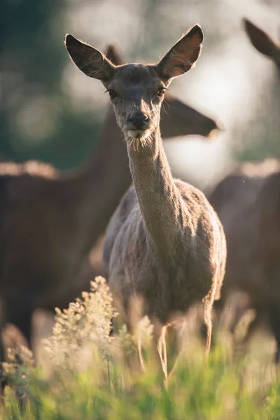 Curieux Jeune Cerf Rouge Dans Herbe Haute Regardant Vers Caméra — Photo