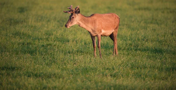 Red Deer Bucku Jarní Louce Večerní Slunce — Stock fotografie