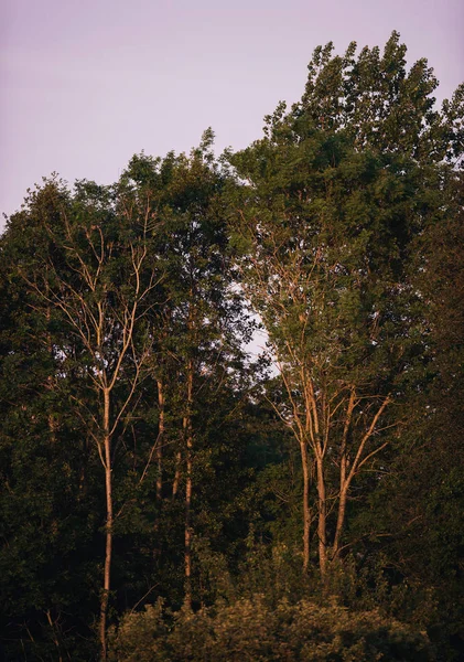 Árboles Primavera Sol Tarde Con Cielo Azul — Foto de Stock