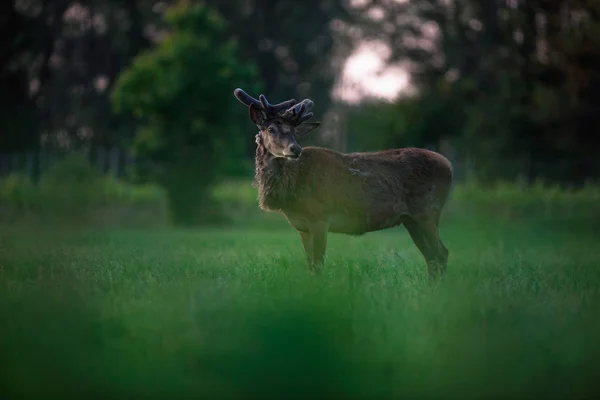 在黄昏的草地上长鹿角的马鹿雄鹿 — 图库照片