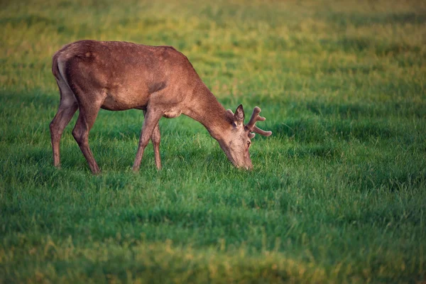 Weidender Rothirsch Mit Samtgeweih Der Abendsonne — Stockfoto