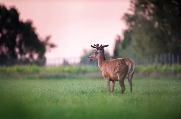 Red Deer Buck Nel Prato Primaverile Vicino Vigneto Tramonto — Foto Stock