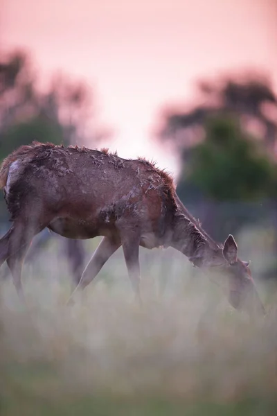 Grazing Ciervo Rojo Detrás Entre Hierba Alta Atardecer Durante Primavera — Foto de Stock