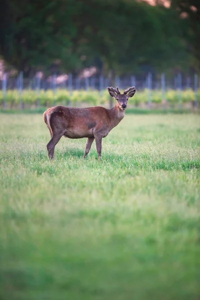 Bouc Cerf Rouge Printemps Prairie Près Vignoble Coucher Soleil — Photo