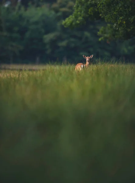 Cervo Femmina Tra Erba Alta Nella Foresta — Foto Stock