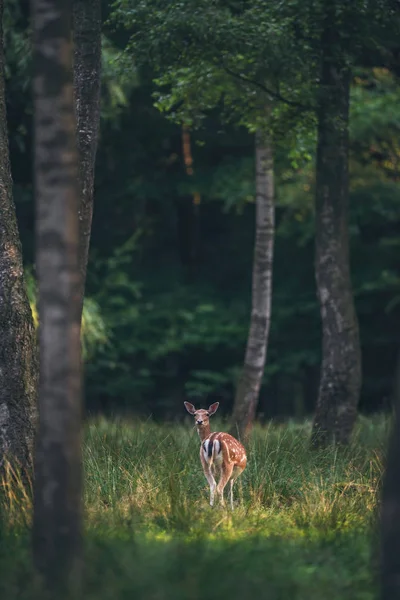 Damhirschweibchen Wald Schaut Über Die Schulter — Stockfoto