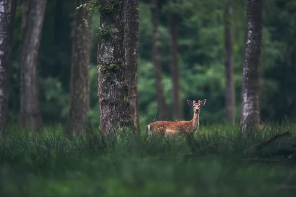 Cervo Maschio Con Corna Velluto Nella Foresta — Foto Stock