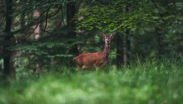 Ciervo Rojo Hembra Bosque Verano — Foto de Stock