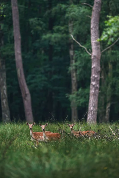 Grupo Três Cervos Pousio Fêmea Floresta Verão — Fotografia de Stock