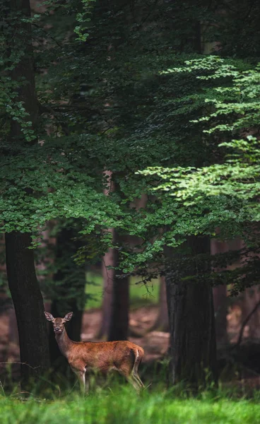 Γυναικείο Κόκκινο Ελάφι Στο Δάσος Φυλλοβόλων Καλοκαίρι — Φωτογραφία Αρχείου