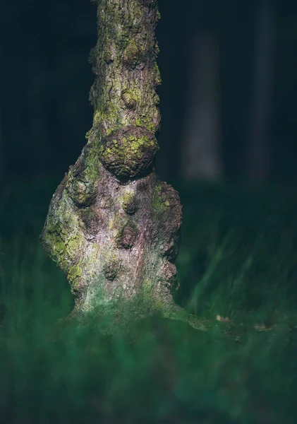 Güneş Işığı Altında Ormandaki Yaşlı Budaklı Ağaç Gövdesi — Stok fotoğraf
