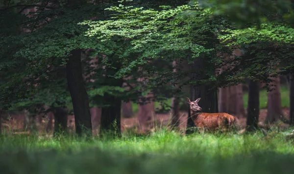 夏の森の女性レッド ディア — ストック写真