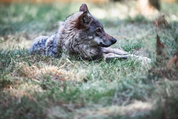 緑の草の上に横たわるヨーロッパのオオカミ — ストック写真