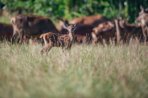 Edelhert Fawn Tussen Hoog Gras Buurt Van Beslag — Stockfoto