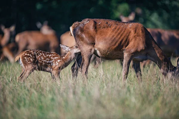 Jonge Rode Herten Verpleging Van Moeder Weide — Stockfoto