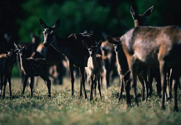 Jonge Herten Tussen Kudde Samen Zonlicht Het Veld Staan — Stockfoto