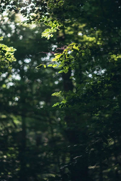 Bladeren Van Bomen Zonlicht Bos — Stockfoto