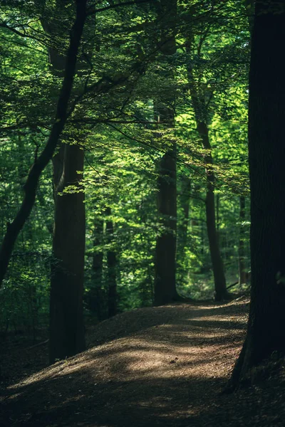 Sentiero Nella Soleggiata Foresta Estiva — Foto Stock